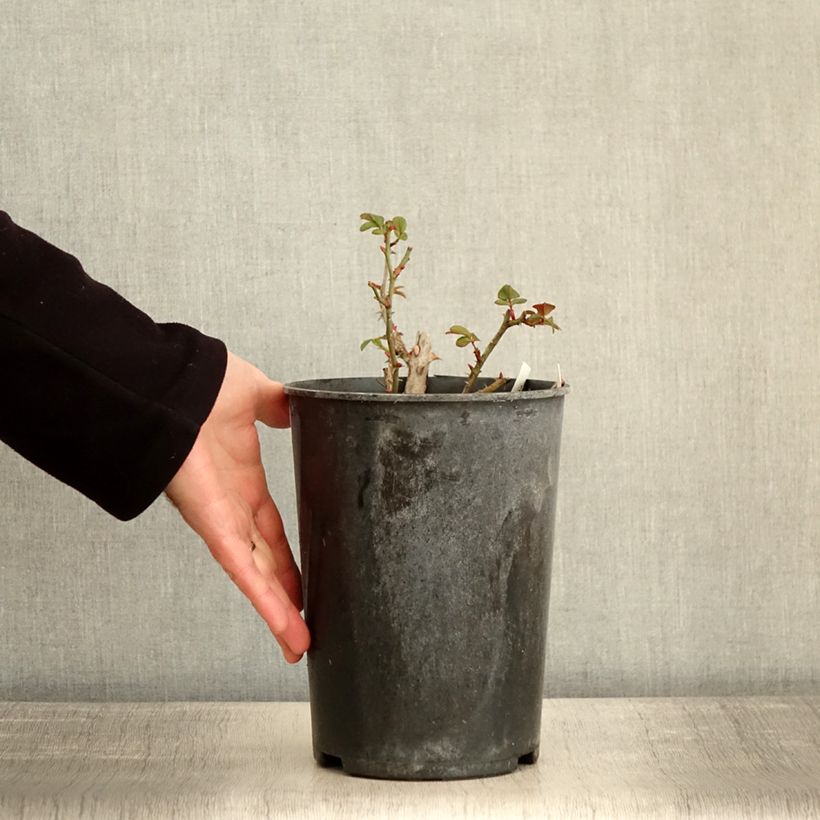 Rosa moscata Finn's Rose Vaso da 4L/5L esemplare consegnato in inverno