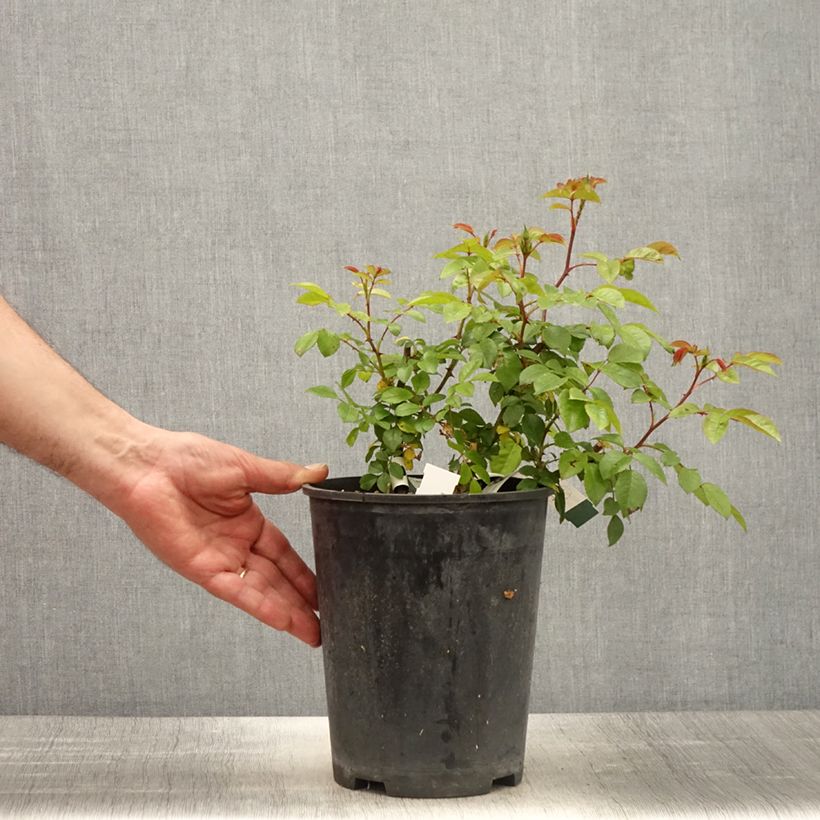 Rosa moscata Finn's Rose Vaso da 4L/5L esemplare consegnato in primavera