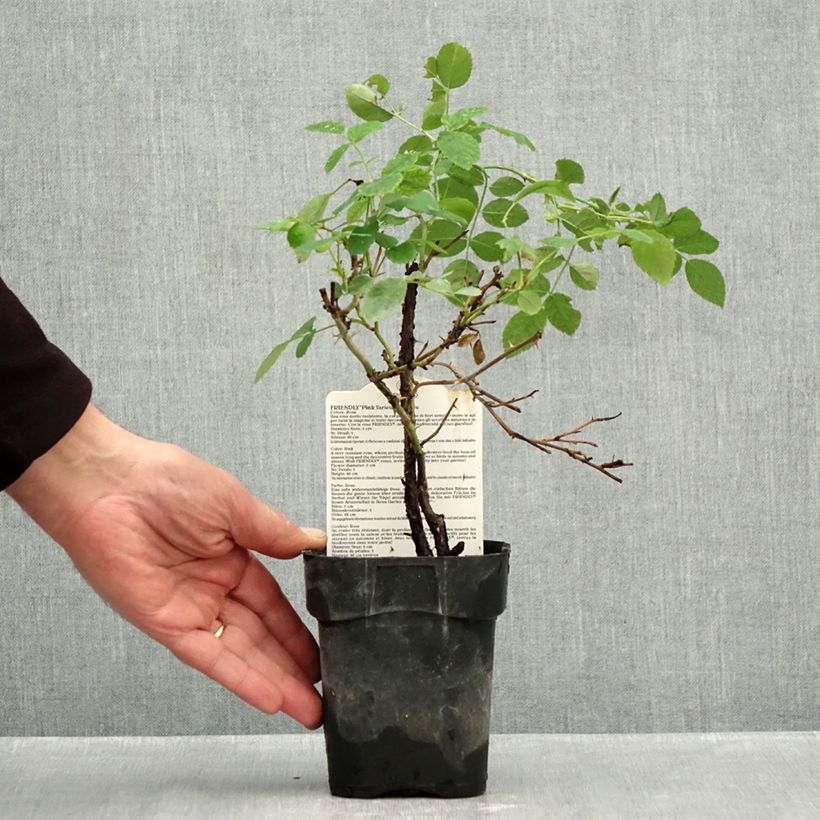 Esemplare di Rosa polyantha Friendly Pink Vaso da Ø 10 cm/11 cm come consegnato in autunno