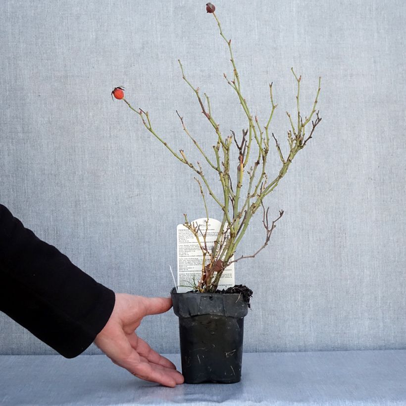 Rosa polyantha Friendly Purple Vaso da Ø 10 cm/11 cm esemplare consegnato in inverno