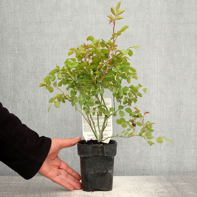 Rosa polyantha Friendly Purple Vaso da Ø 10 cm/11 cm esemplare consegnato in primavera