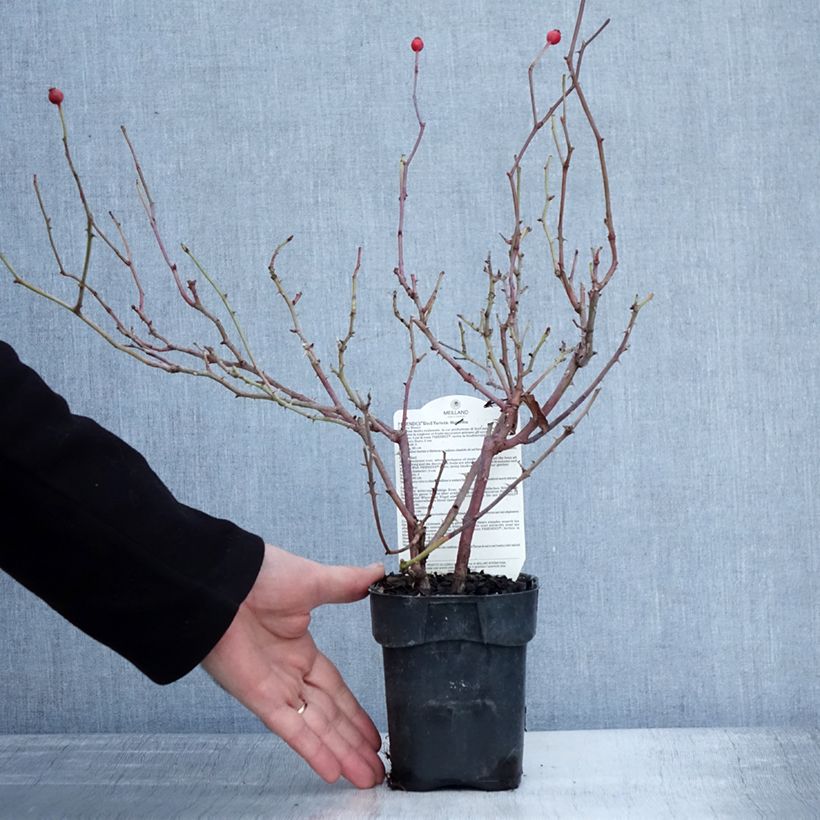 Rosa polyantha Friendly Red Meiariba Vaso da Ø 10 cm/11 cm esemplare consegnato in inverno