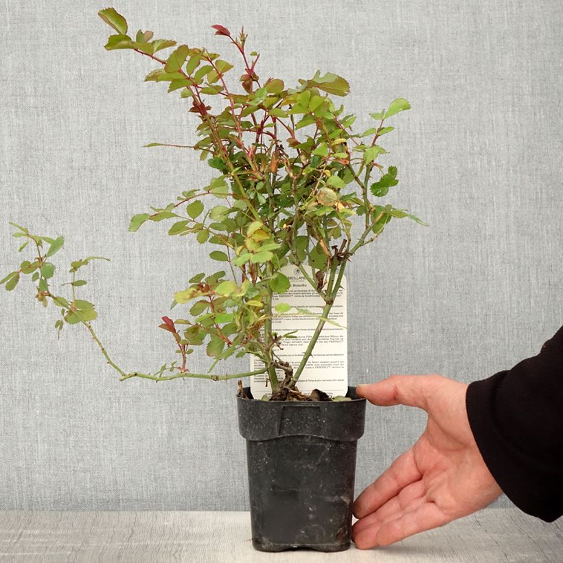 Rosa polyantha Friendly Red Meiariba Vaso da Ø 10 cm/11 cm esemplare consegnato in primavera