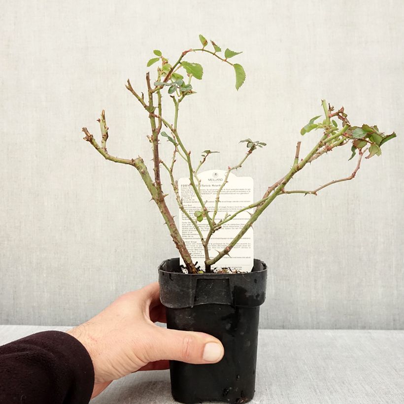 Esemplare di Rosa polyantha Friendly Red Meiariba Vaso da Ø 10 cm/11 cm come consegnato in autunno