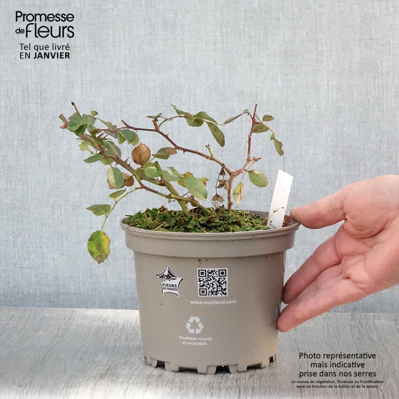 Rosa polyantha Friendly Red Meiariba Vaso da 2L/3L esemplare consegnato in inverno