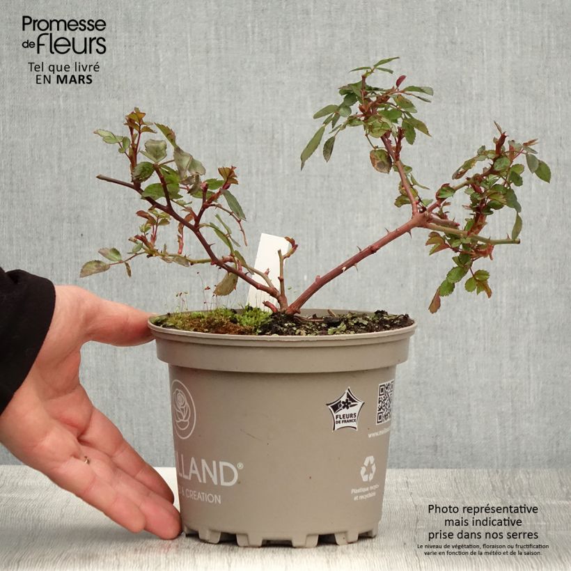 Rosa polyantha Friendly Red Meiariba Vaso da 2L/3L esemplare consegnato in primavera