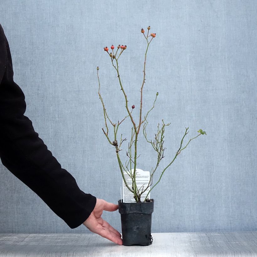 Rosa polyantha Friendly Sweet Vaso da Ø 10 cm/11 cm esemplare consegnato in inverno