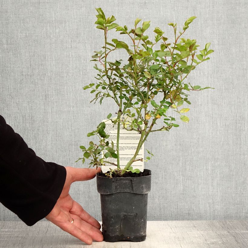 Rosa polyantha Friendly Sweet Vaso da Ø 10 cm/11 cm esemplare consegnato in primavera