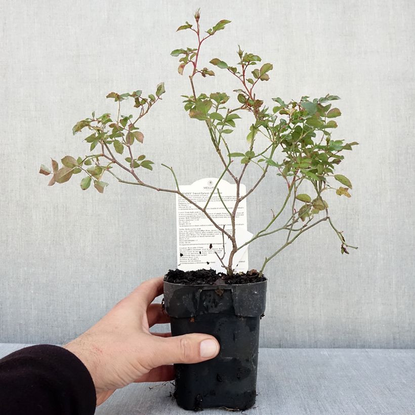 Esemplare di Rosa polyantha Friendly Sweet Vaso da Ø 10 cm/11 cm come consegnato in autunno