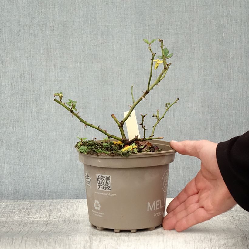 Esemplare di Rosa polyantha Friendly Sweet Vaso da 2L/3L come consegnato in autunno