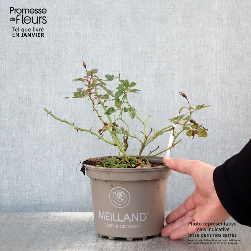 Rosa polyantha Friendly Sweet Vaso da 2L/3L esemplare consegnato in inverno