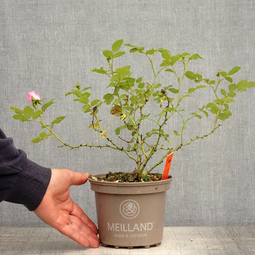 Rosa polyantha Friendly Sweet Vaso da 2L/3L esemplare consegnato in primavera