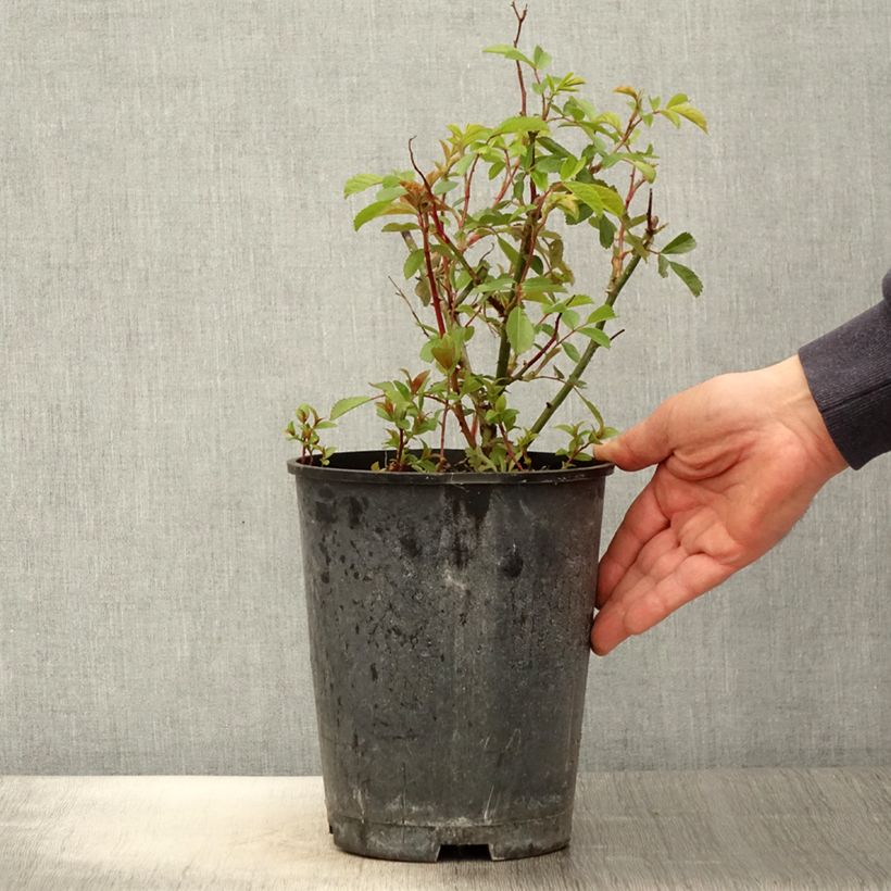 Rosa moscata Frisson Frais LENsadbi Vaso da 4L/5L esemplare consegnato in primavera