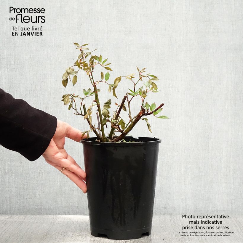 Rosa moscata Gaard um Titzebierg VELverd Vaso da 4L/5L esemplare consegnato in inverno