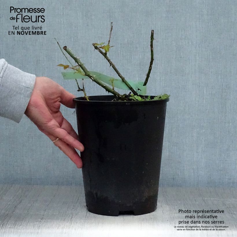 Esemplare di Rosa polyantha Golden Wings Vaso da 4L/5L come consegnato in autunno