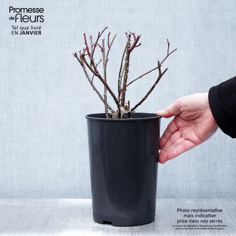 Rosa polyantha Golden Wings Vaso da 4L/5L esemplare consegnato in inverno