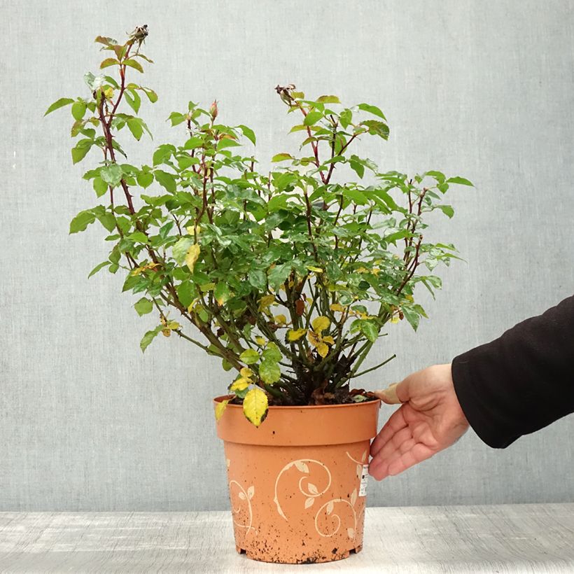 Esemplare di Rosa polyantha Havanna Vaso da 6L/7L come consegnato in autunno