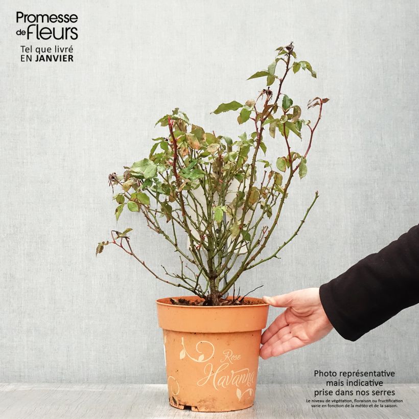 Rosa polyantha Havanna Vaso da 6L/7L esemplare consegnato in inverno
