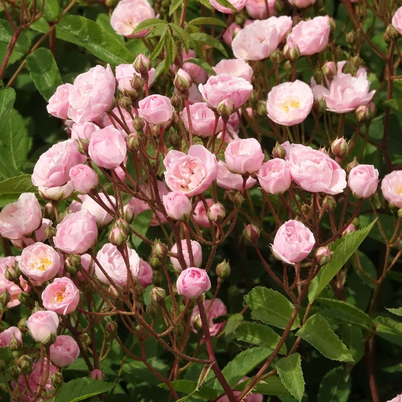Rosa moscata Heavenly Pink LENnedi (Fioritura)