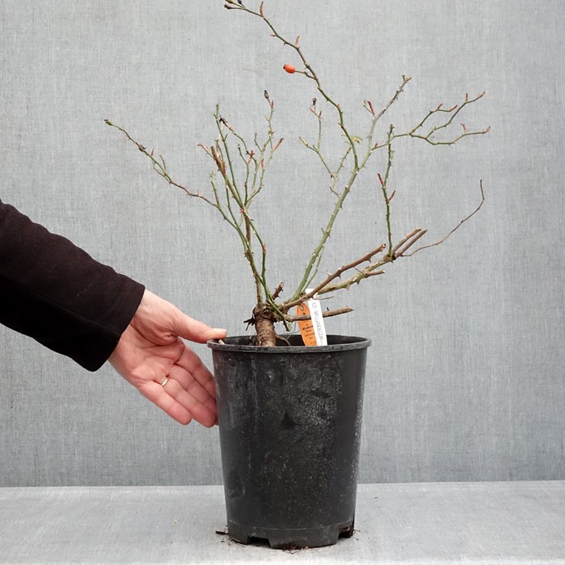 Rosa Ice Meillandecor Vaso da 4L/5L esemplare consegnato in inverno