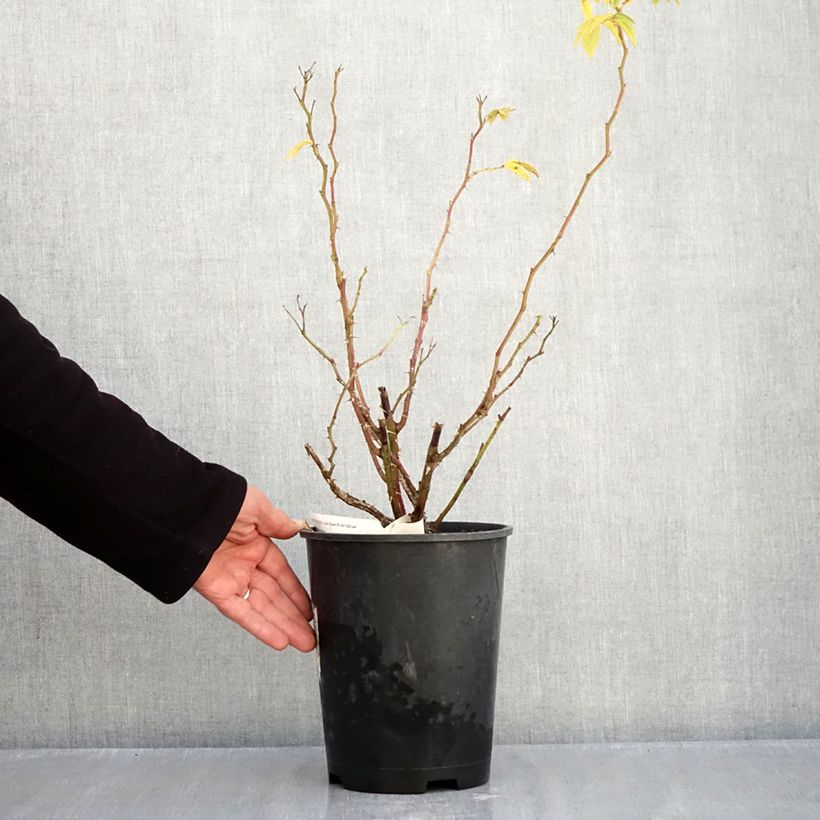 Esemplare di Rosa polyantha Jean de Bruges Vaso da 4L/5L come consegnato in autunno