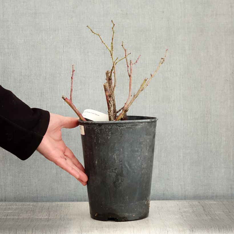 Rosa polyantha Jean de Bruges Vaso da 4L/5L esemplare consegnato in inverno