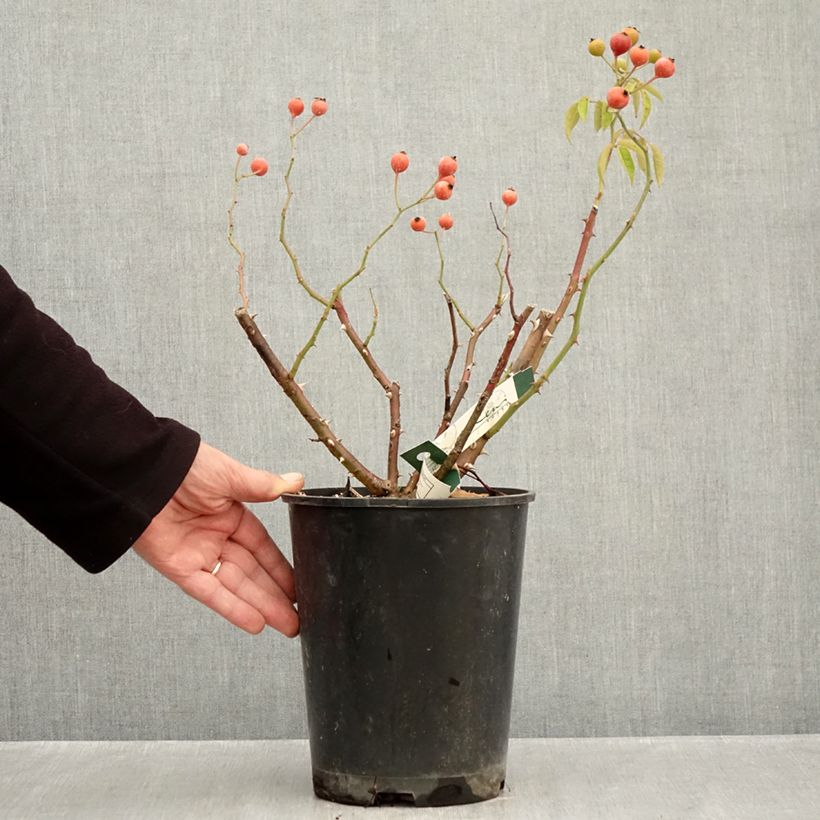 Esemplare di Rosa moscata Kathleen Vaso da 4L/5L come consegnato in autunno