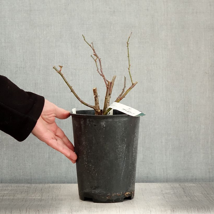 Rosa moscata Kathleen Vaso da 4L/5L esemplare consegnato in inverno