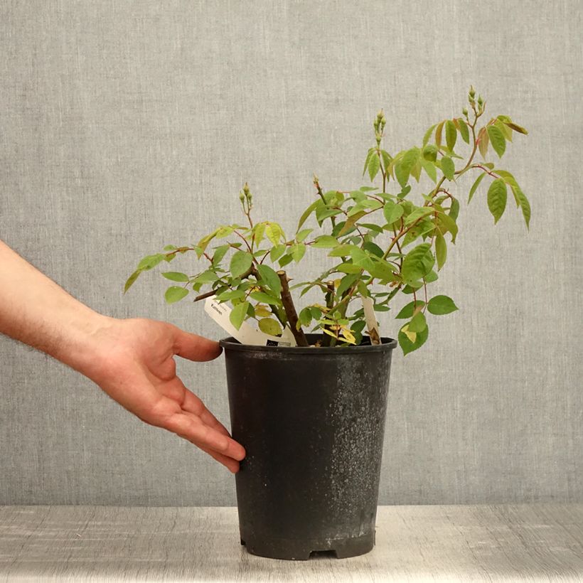 Rosa moscata Kathleen Vaso da 4L/5L esemplare consegnato in primavera