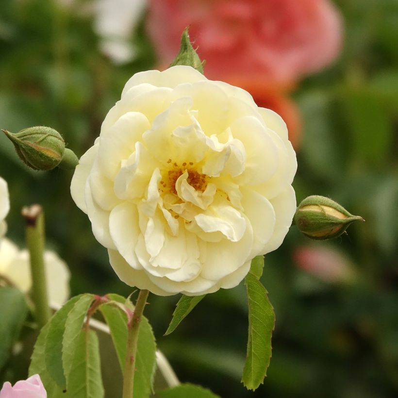 Rosa moscata La feuillerie (Fioritura)