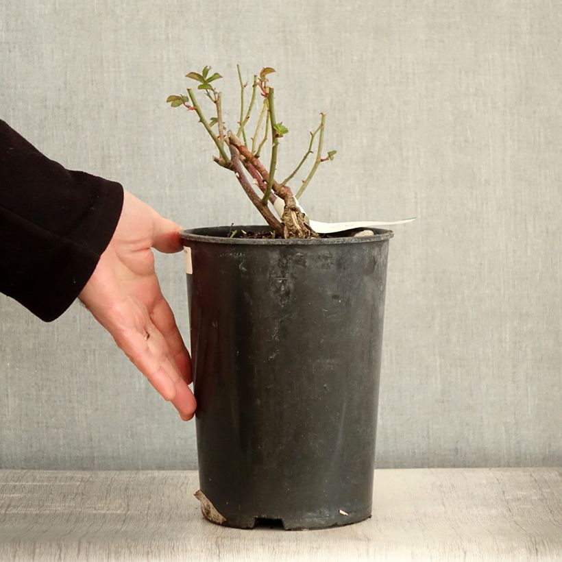 Rosa moscata La feuillerie Vaso da 4L/5L esemplare consegnato in inverno
