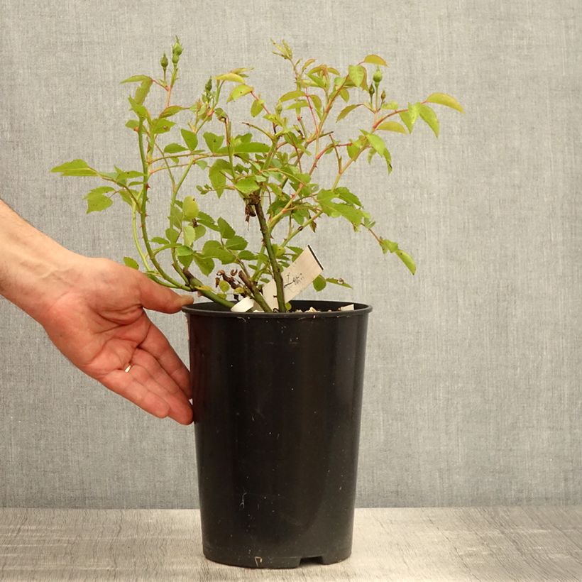 Rosa moscata La feuillerie Vaso da 4L/5L esemplare consegnato in primavera