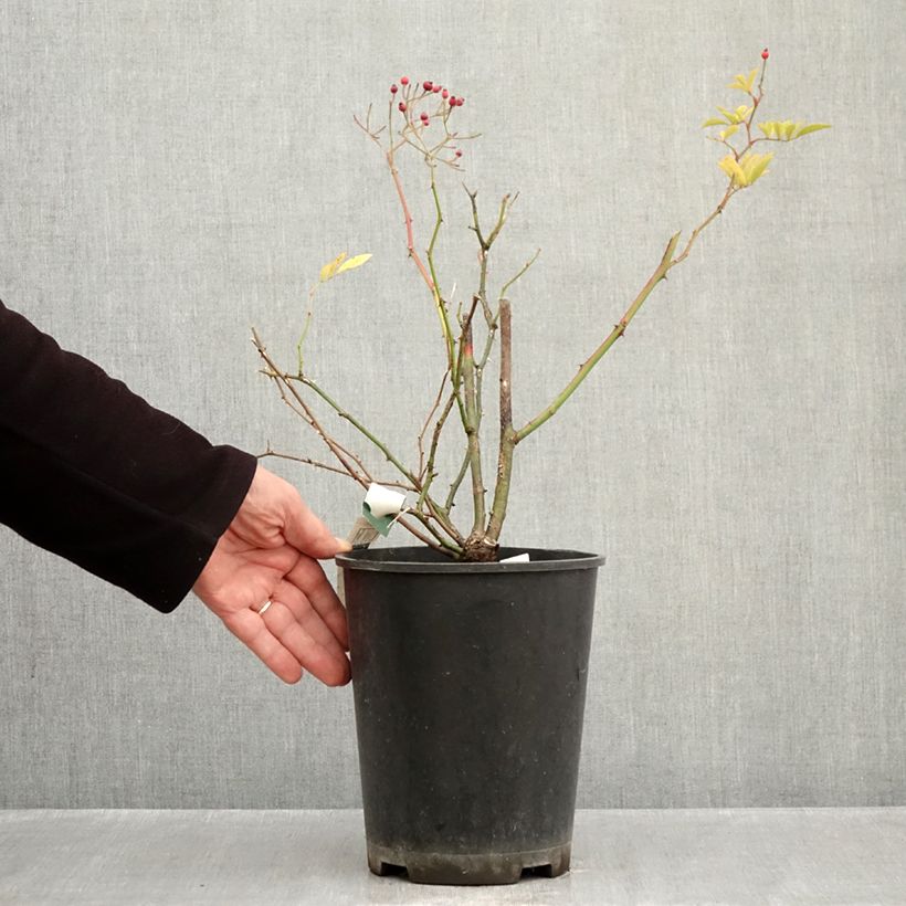Esemplare di Rosa moscata Magie d'orient Vaso da 4L/5L come consegnato in autunno