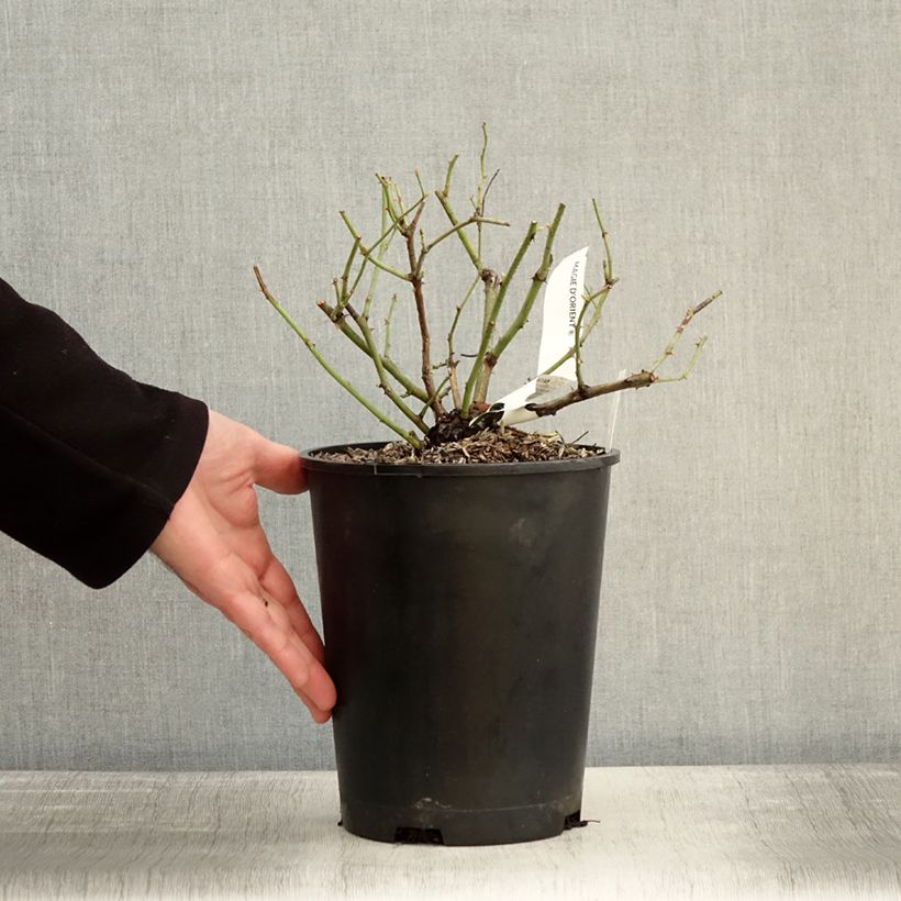 Rosa moscata Magie d'orient Vaso da 4L/5L esemplare consegnato in inverno