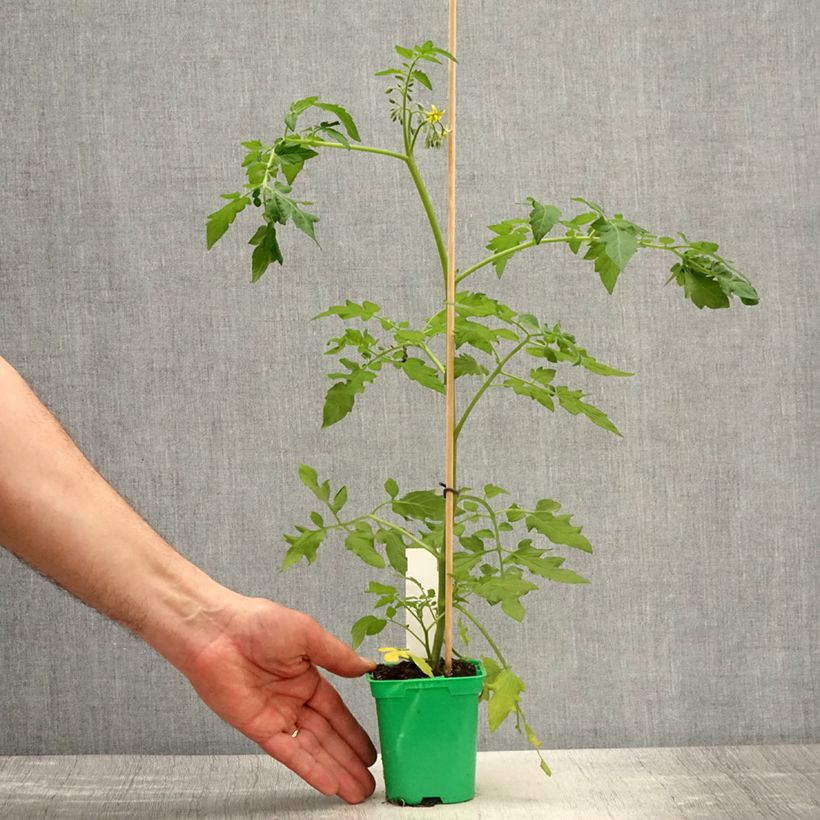 Rosa moscata Magie d'orient Vaso da 4L/5L esemplare consegnato in primavera