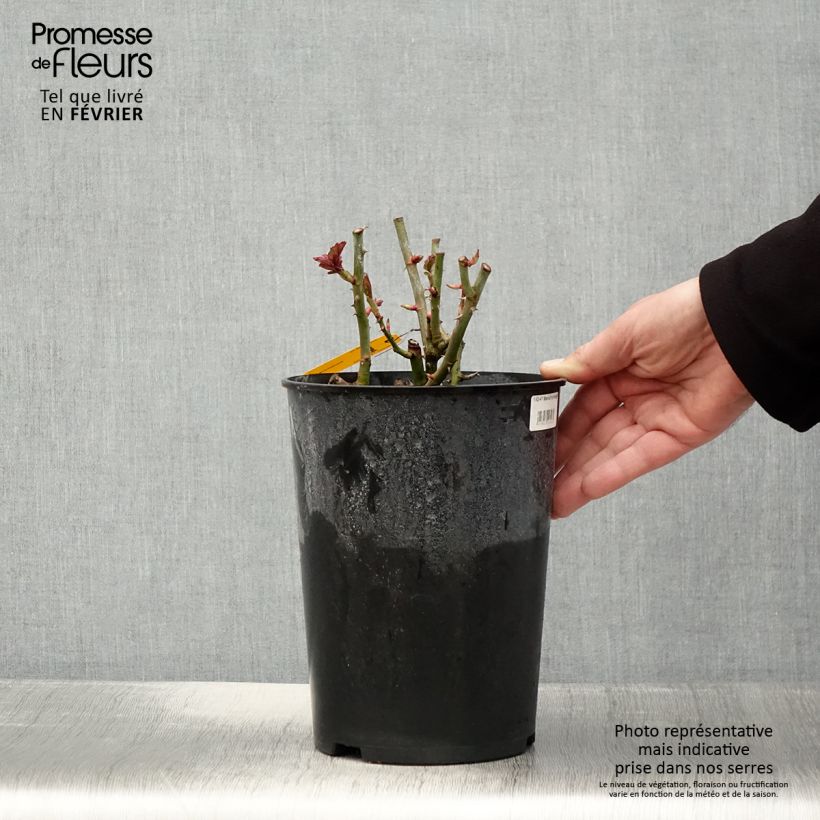 Rosa polyantha Mariatheresia Vaso da 4L/5L esemplare consegnato in inverno
