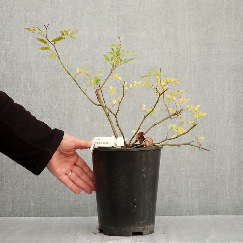 Esemplare di Rosa moscata Millie Fleur Vaso da 4L/5L come consegnato in autunno