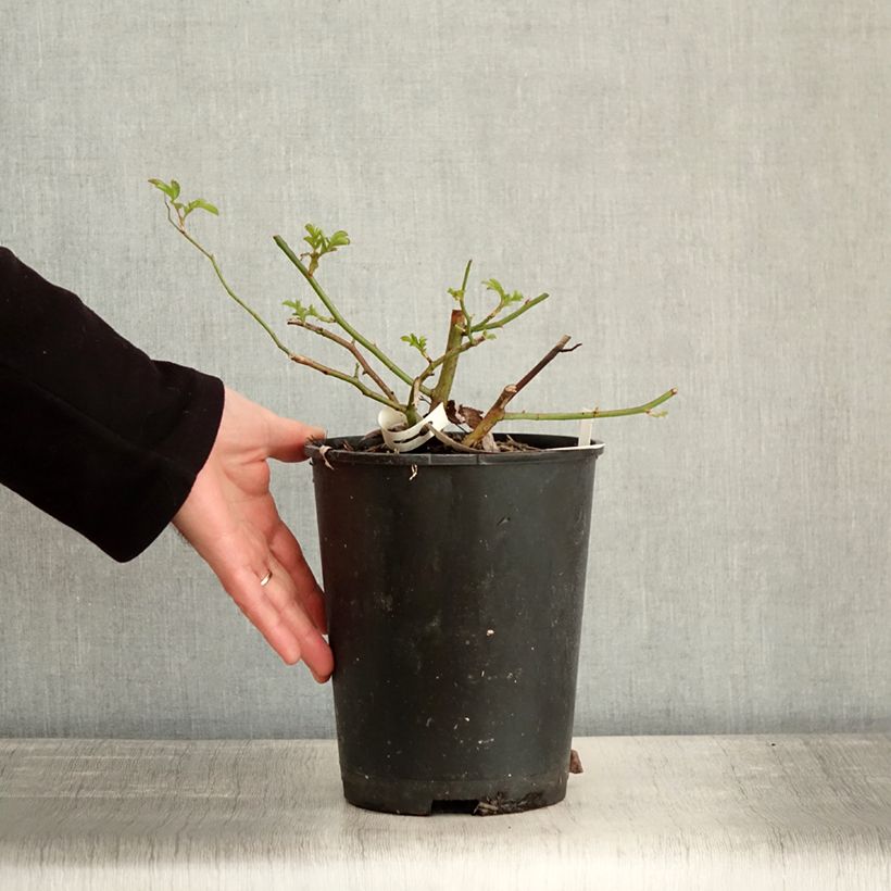 Rosa moscata Millie Fleur Vaso da 4L/5L esemplare consegnato in inverno