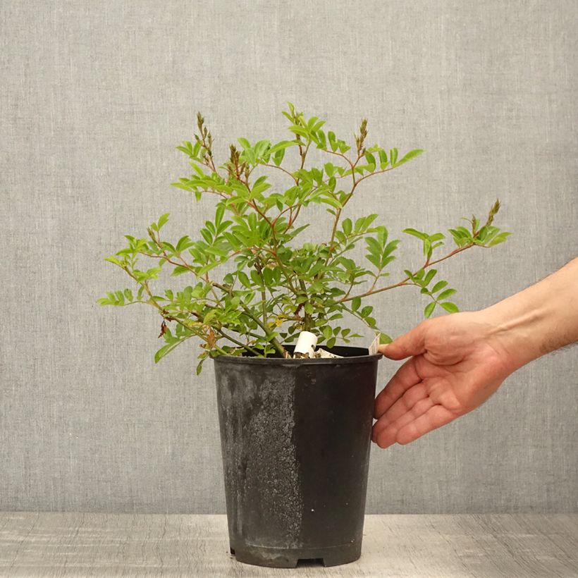 Rosa moscata Millie Fleur Vaso da 4L/5L esemplare consegnato in primavera