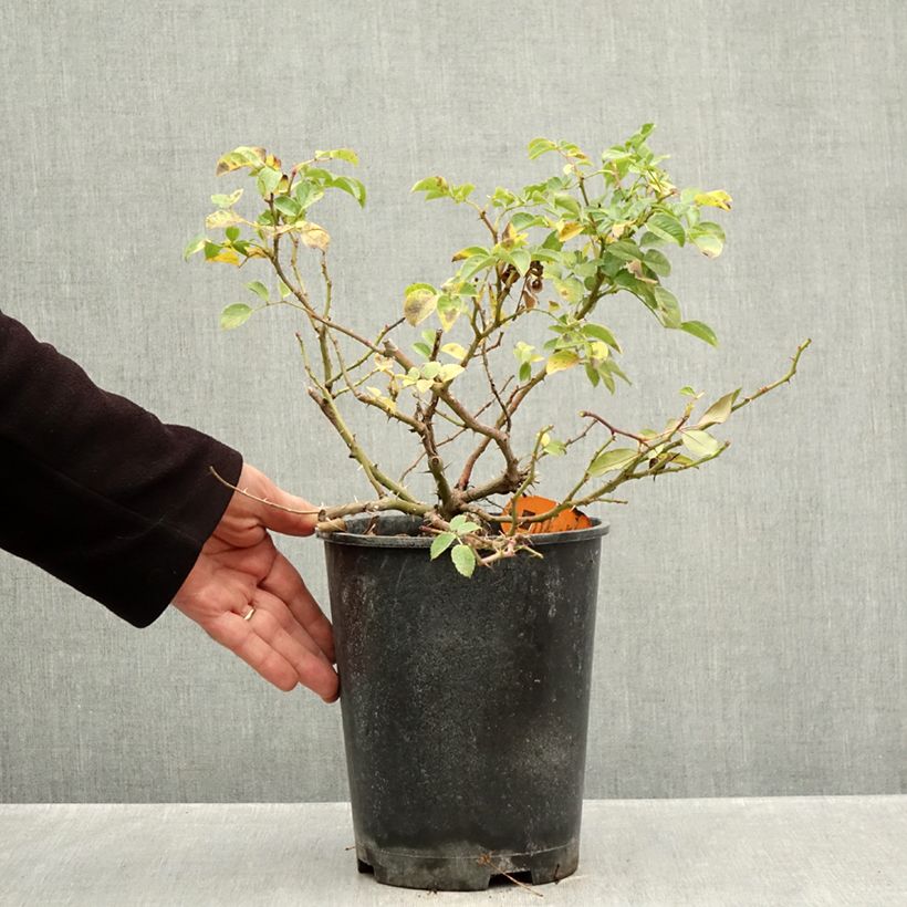 Esemplare di Rosa Nadia Meillandecor Vaso da 4L/5L come consegnato in autunno