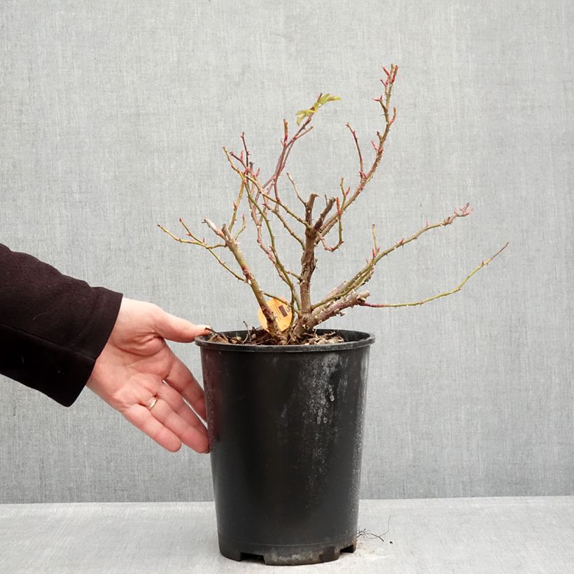 Rosa Nadia Meillandecor Vaso da 4L/5L esemplare consegnato in inverno