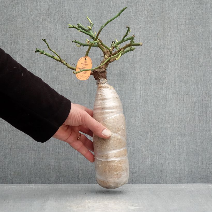 Rosa Nadia Meillandecor Zolla a radice nuda esemplare consegnato in inverno