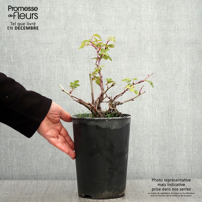 Esemplare di Rosa polyantha Nevada Vaso da 4L/5L come consegnato in autunno