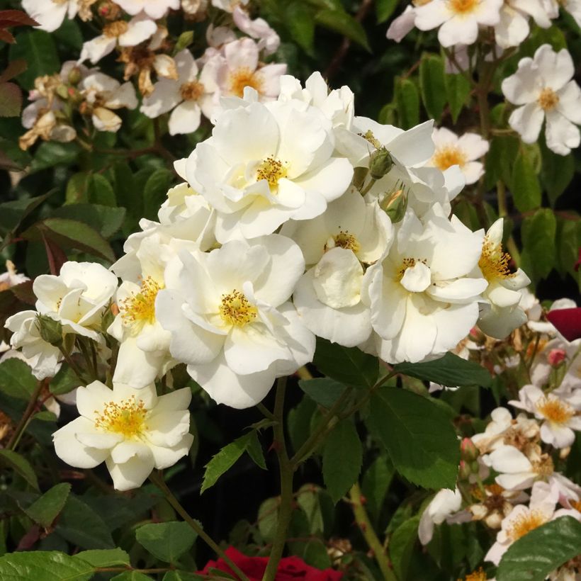 Rosa moscata Omi Oswald (Fioritura)