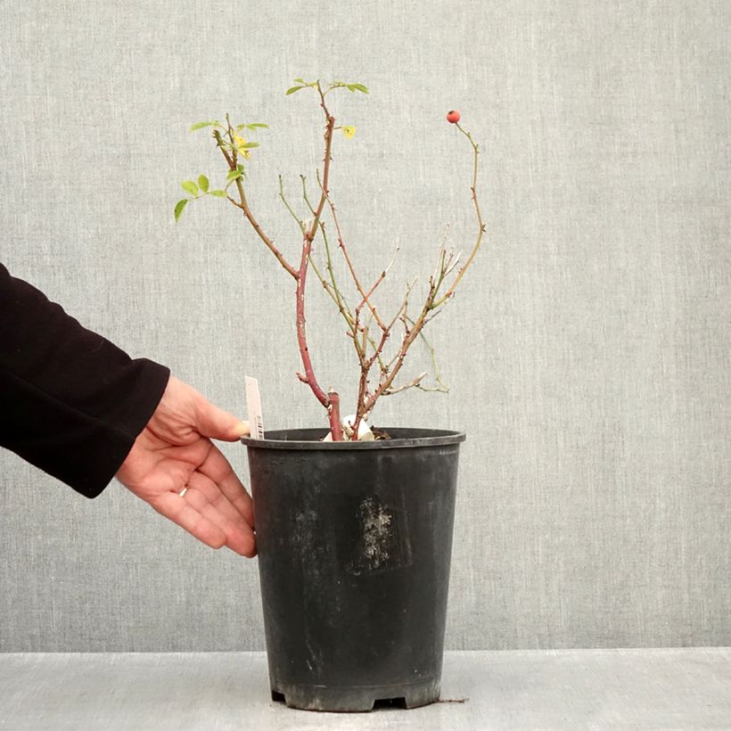 Esemplare di Rosa moscata Omi Oswald Vaso da 4L/5L come consegnato in autunno