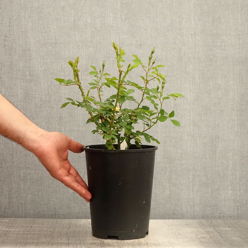 Rosa moscata Omi Oswald Vaso da 4L/5L esemplare consegnato in primavera