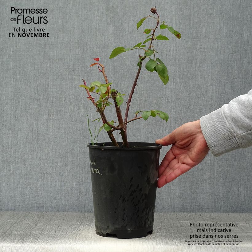Esemplare di Rosa Grand Hotel Vaso da 4L/5L come consegnato in autunno