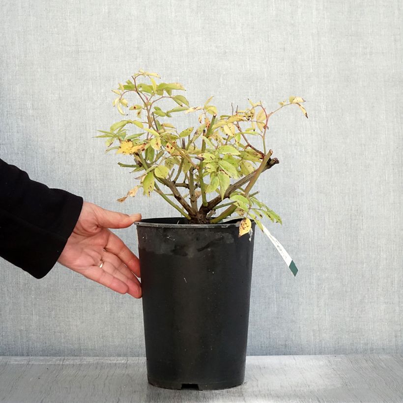 Esemplare di Rosa moscata Petite de Terre Franche Vaso da 4L/5L come consegnato in autunno