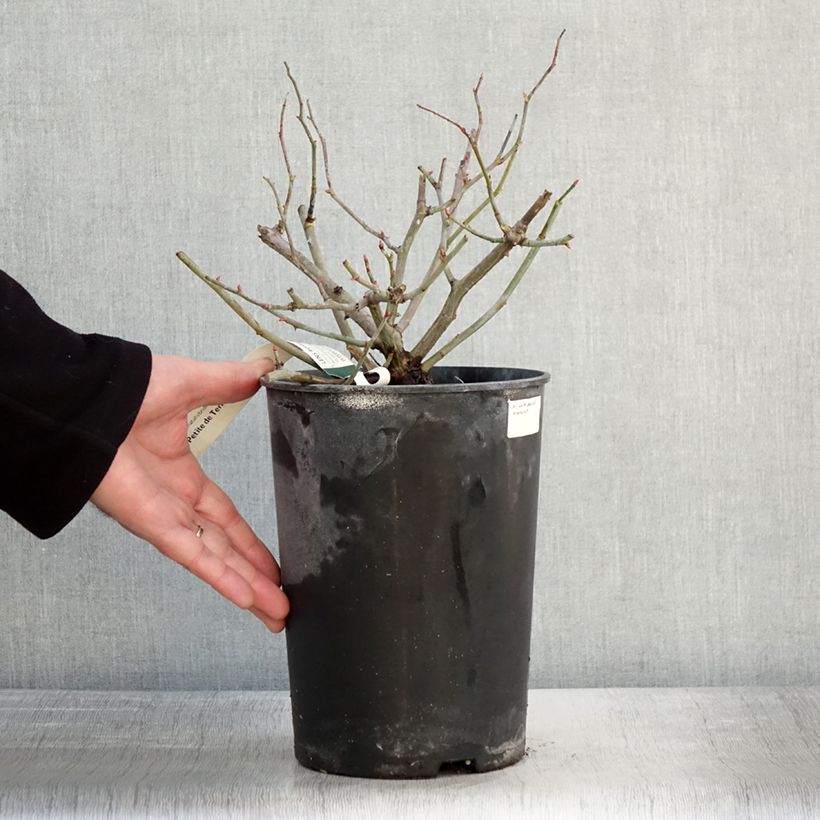 Rosa moscata Petite de Terre Franche Vaso da 4L/5L esemplare consegnato in inverno