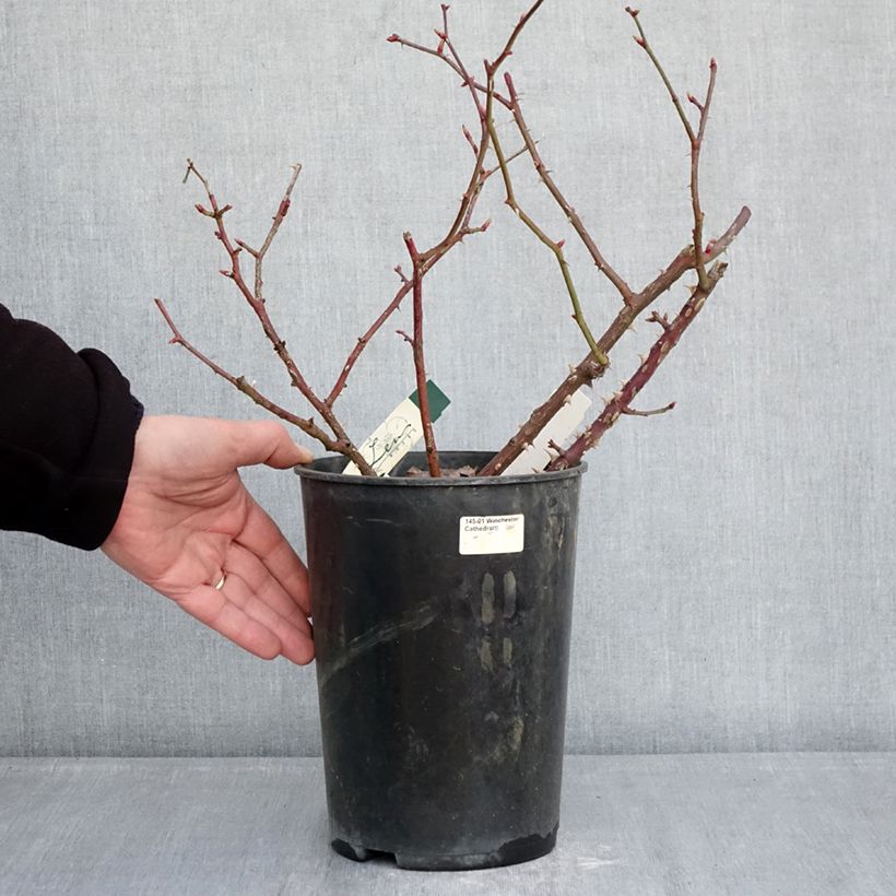 Rosa polyantha Pirouette Vaso da 4L/5L esemplare consegnato in inverno